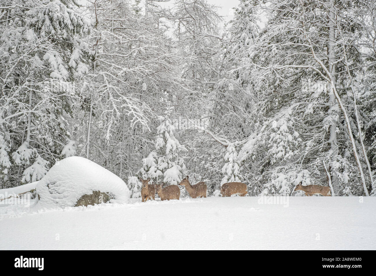 Weißwedelhirsche (Odocoileus virginianus) unterwegs während einer Blizzard. Acadia National Park, Maine, USA. Stockfoto