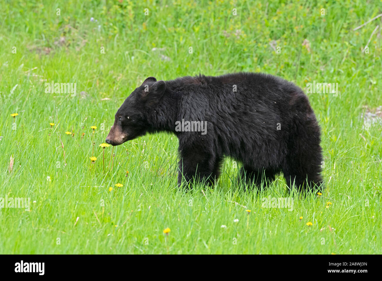Black Bear (Ursus americanus) Fütterung auf Löwenzahn. Yellowstone National Park, Wyoming, USA. Stockfoto