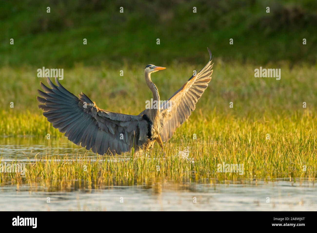 Großer Blaureiher (Ardea herodias) im Yellowstone Nationalpark. Stockfoto