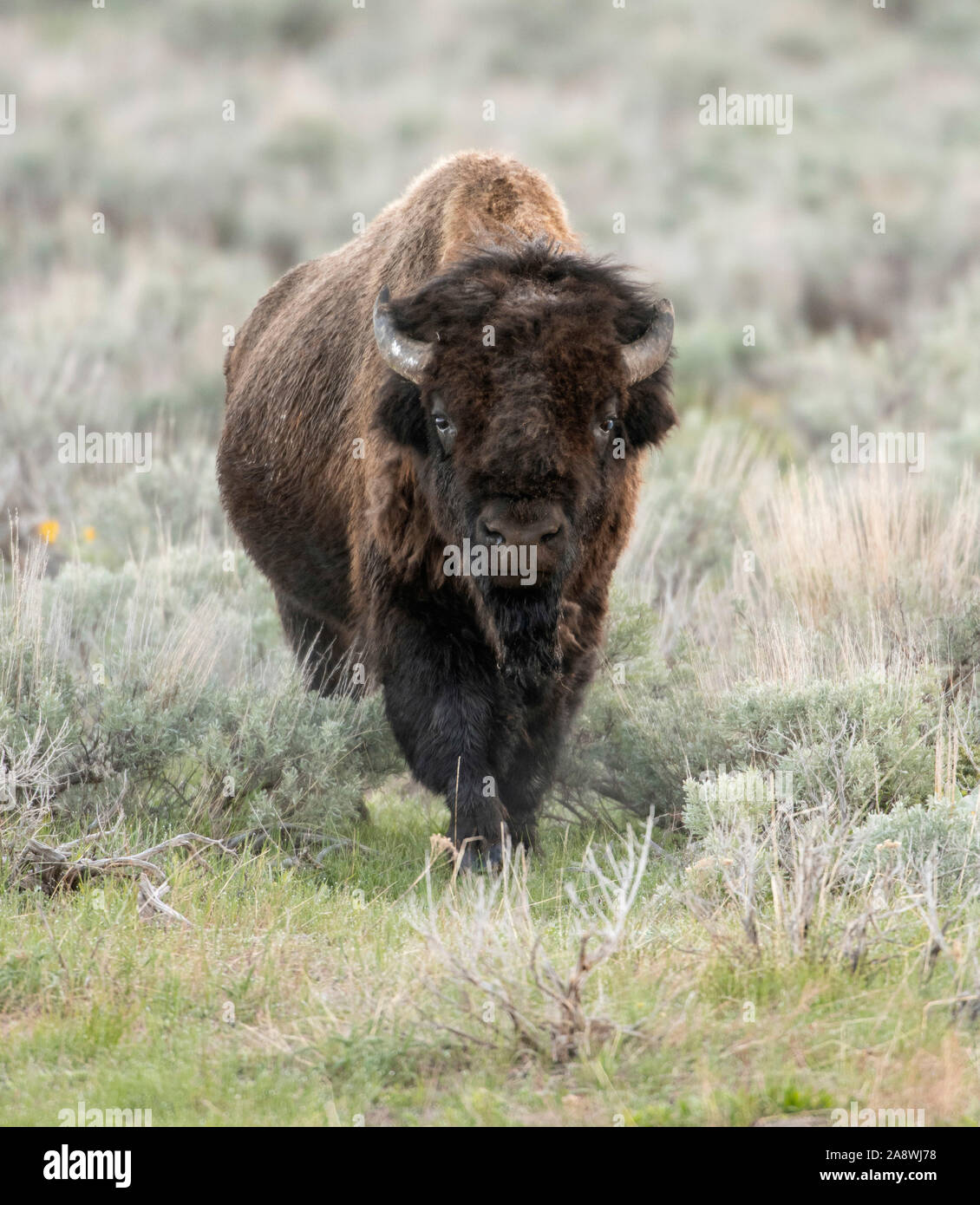 American Buffalo oder Bison (Bison bison). Eine ausgereifte bullon unterwegs. Yellowstone National Park, Wyoming, USA. Stockfoto