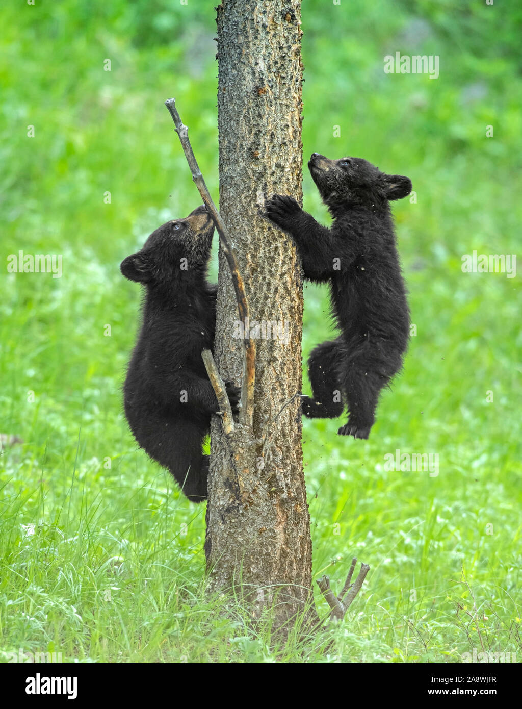 Black Bear (Ursus americanus). Yellowstone National Park, Wyoming, USA. Die jungen des Jahres spielen. Stockfoto