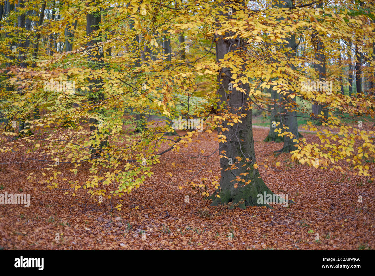 Schmutz der Straße im Herbst bunte Felder ruhigen Herbst Landschaft Stockfoto