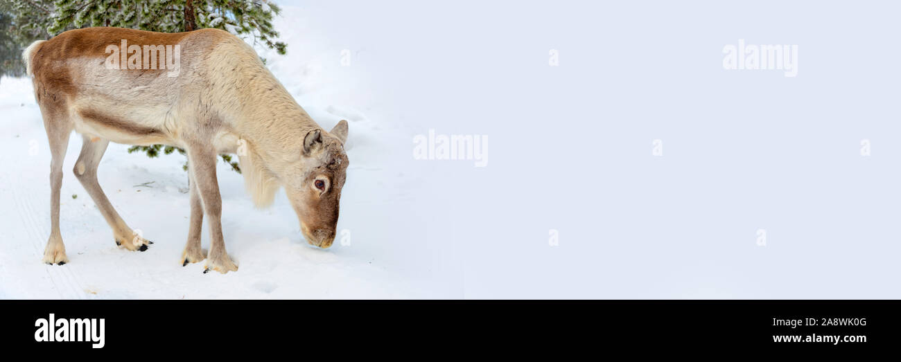 Junge Rentier auf Panoramablick weiss verschneiten Hintergrund mit Kopie Raum im Winter Stockfoto