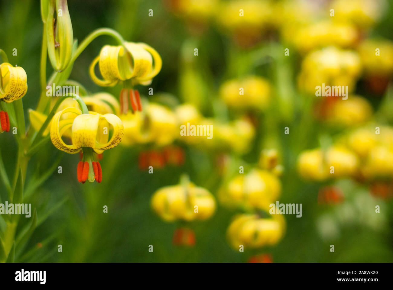 Schließen Sie herauf Bild der gelben Lilium Pyranaicum Stockfoto