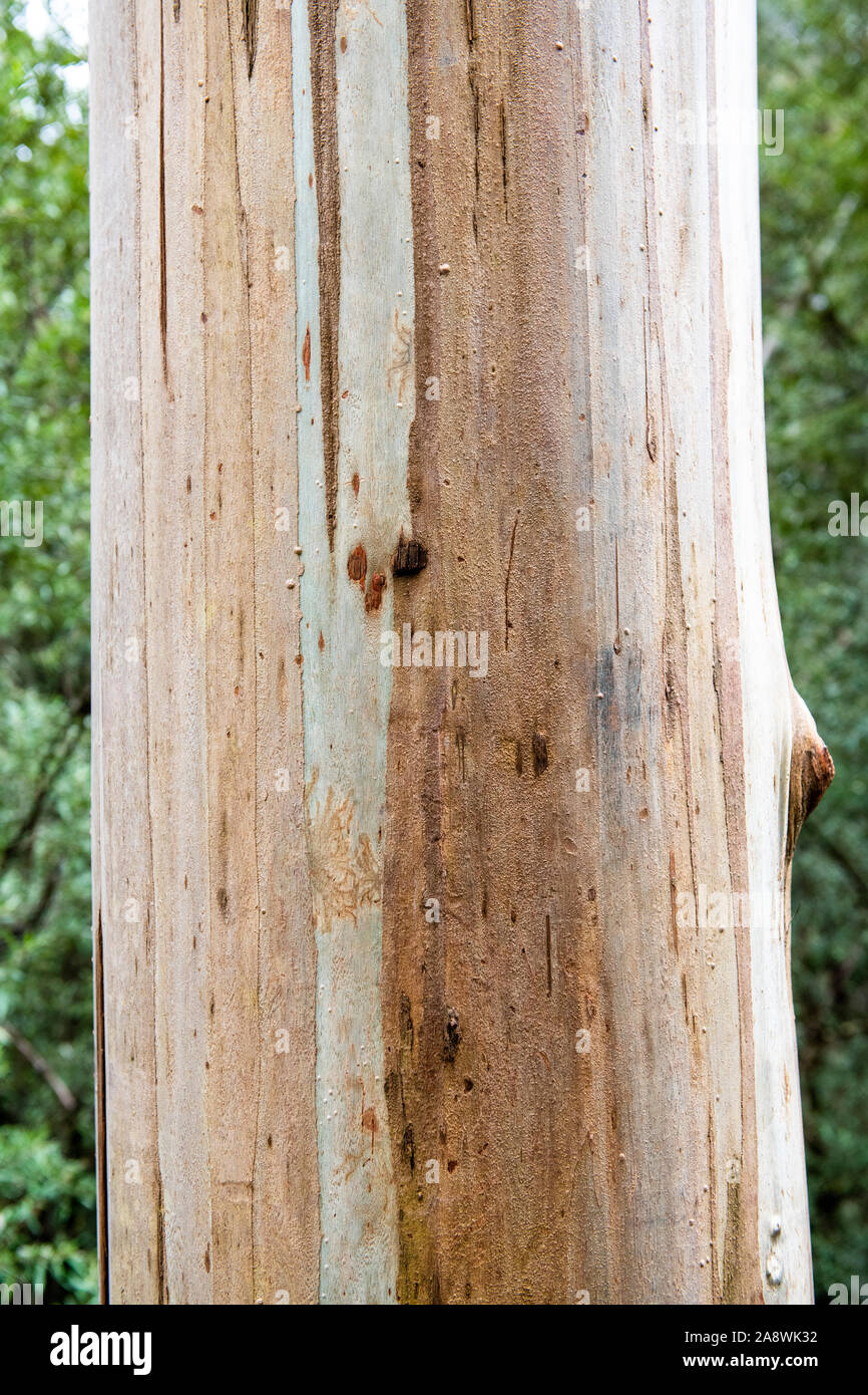 Swamp gum tree -Fotos und -Bildmaterial in hoher Auflösung – Alamy