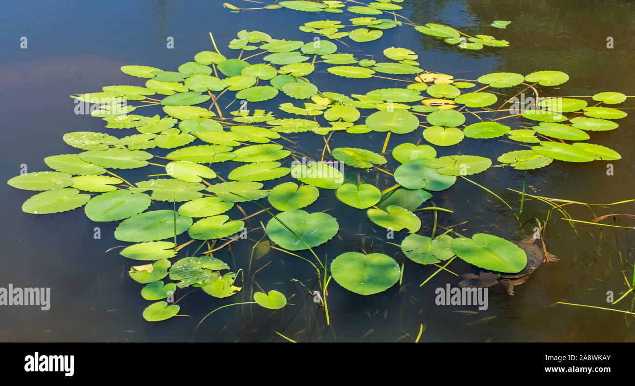 Gemeinsame Snapping Turtle (Chelydra serpentina). Acadia National Park; Maine, USA. Stockfoto