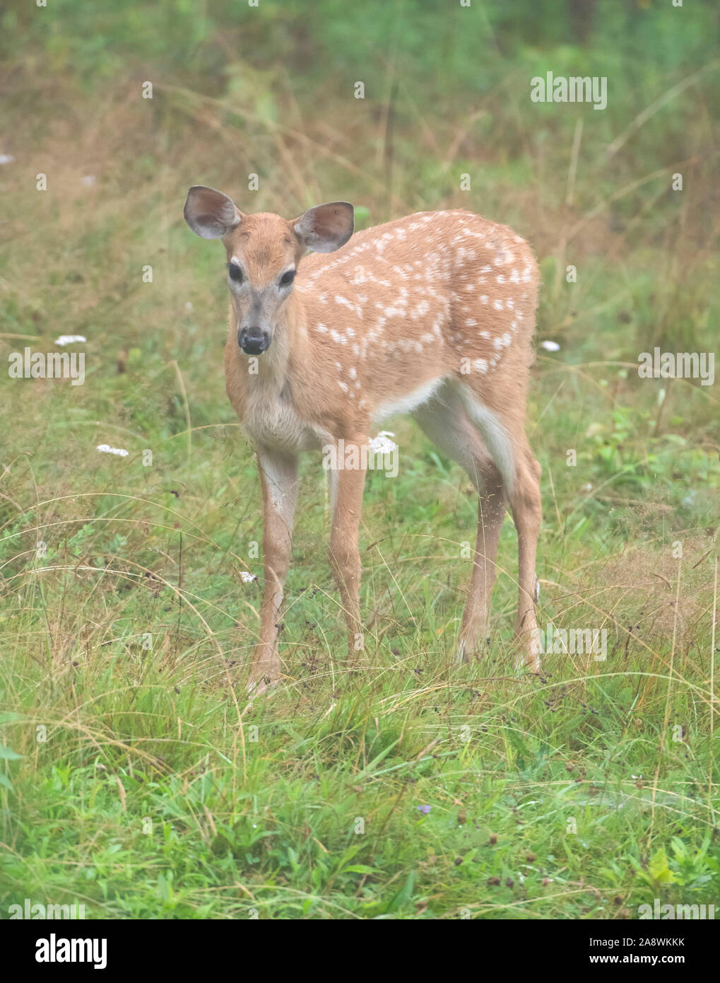 Weißwedelhirsche (Odocoileus virginianus). Fawn im leichten Nebel. Acadia National Park, Maine, USA. Stockfoto