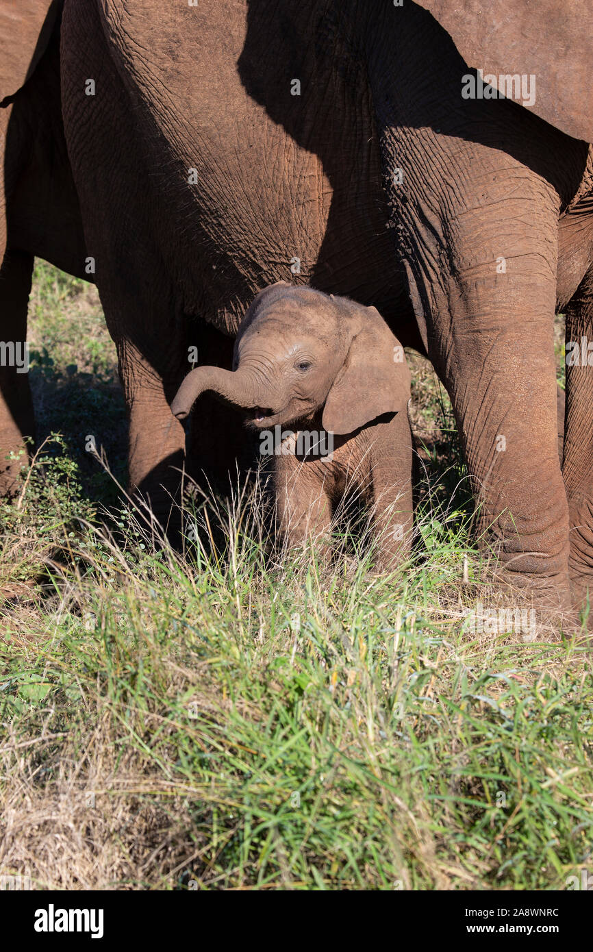 Baby Afrikanischer Elefant, Loxodonta africana geschützt durch erwachsene Mitglieder der Herde in Zimanga Private Game Reserve, Südafrika Stockfoto