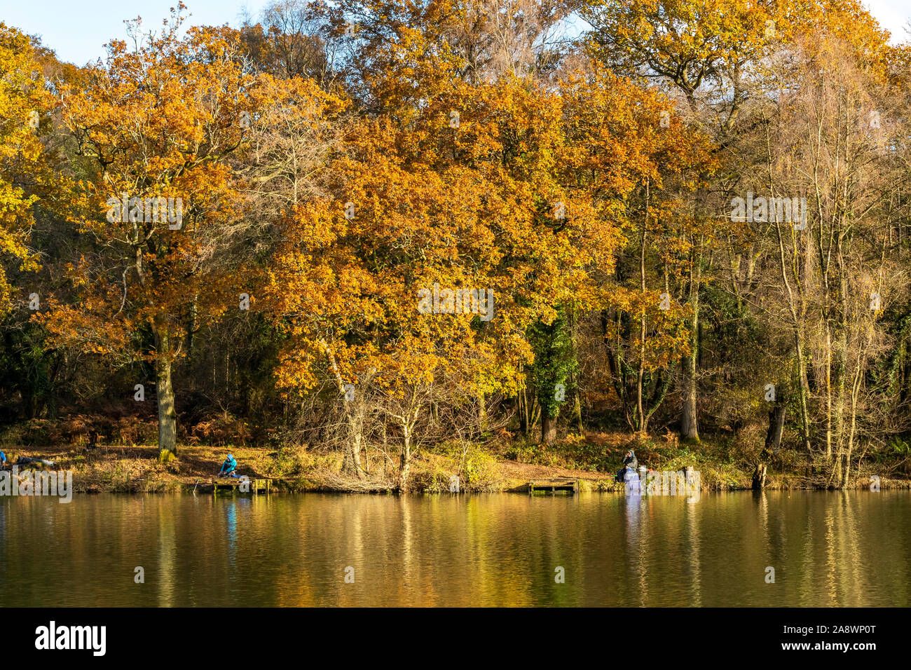 Mitglieder der ein Angeln club konkurrieren gegen einen Herbst Hintergrund. Cannop Teiche, Wald von Dean, Gloucestershire. Herbst Stockfoto