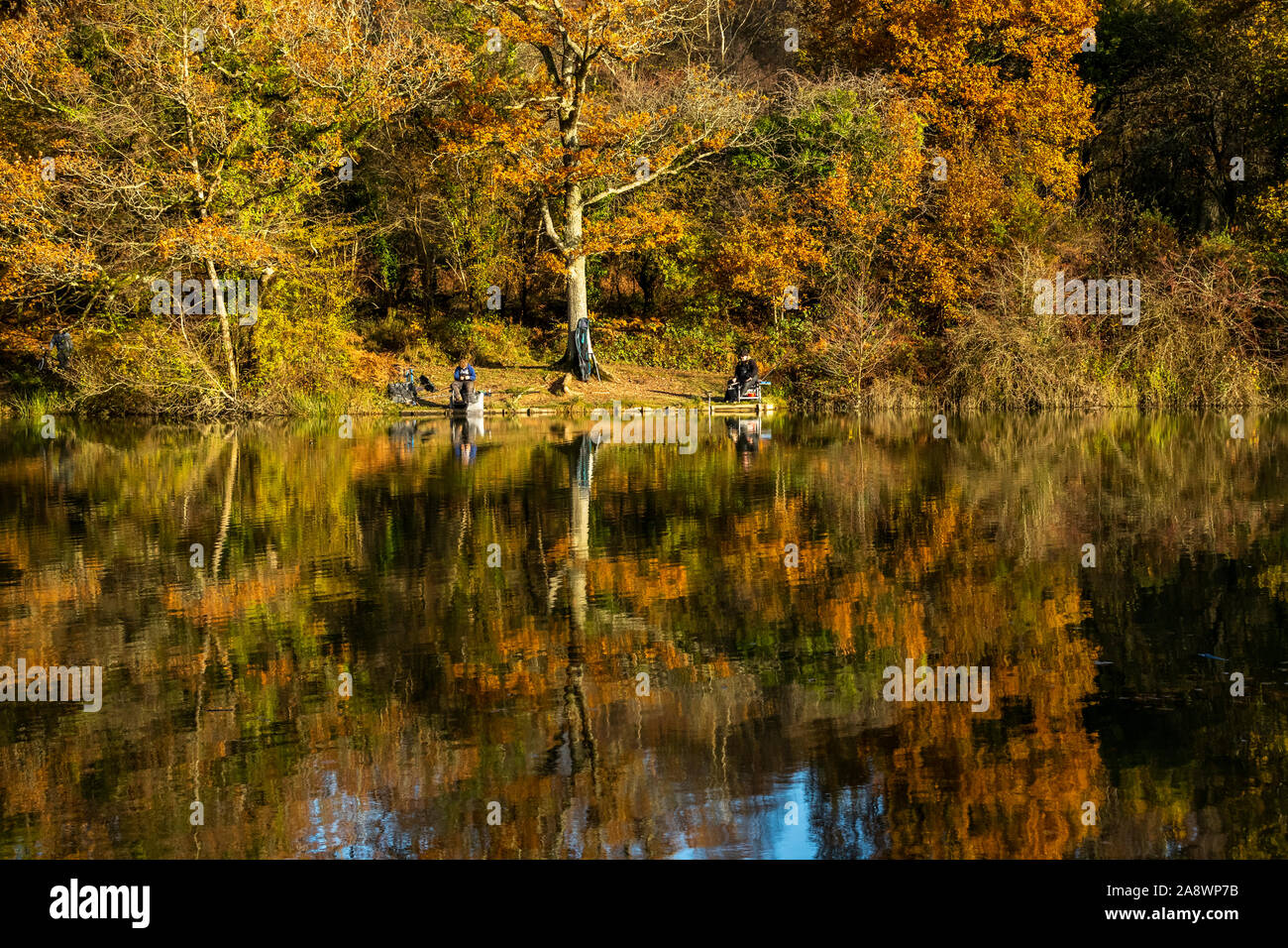 Mitglieder der ein Angeln club konkurrieren gegen einen Herbst Hintergrund. Cannop Teiche, Wald von Dean, Gloucestershire. Herbst Stockfoto