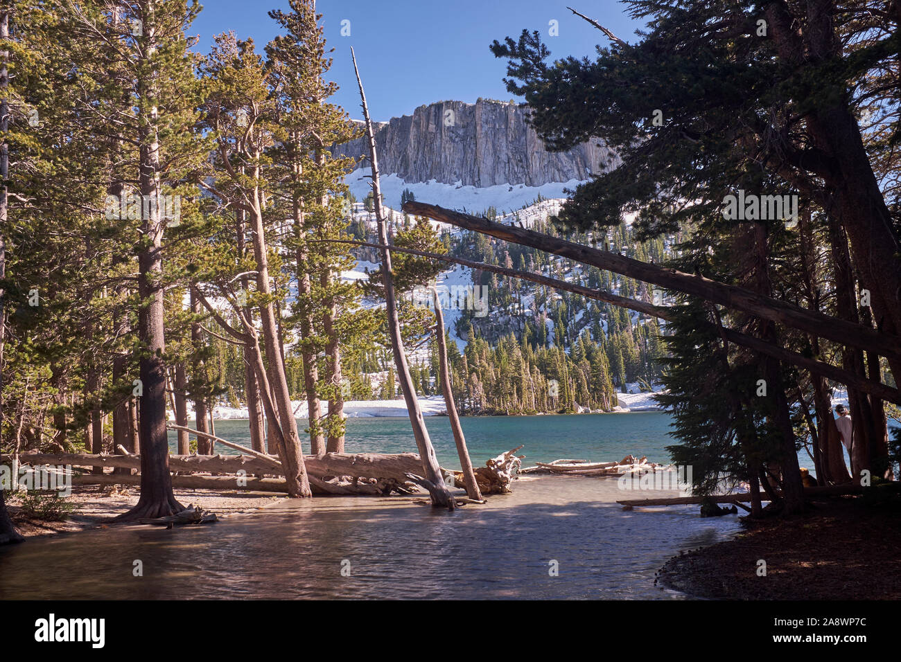 Blick auf Mammoth Lakes durch Pinien und die Berge der Sierra Nevada, Kalifornien, USA Stockfoto