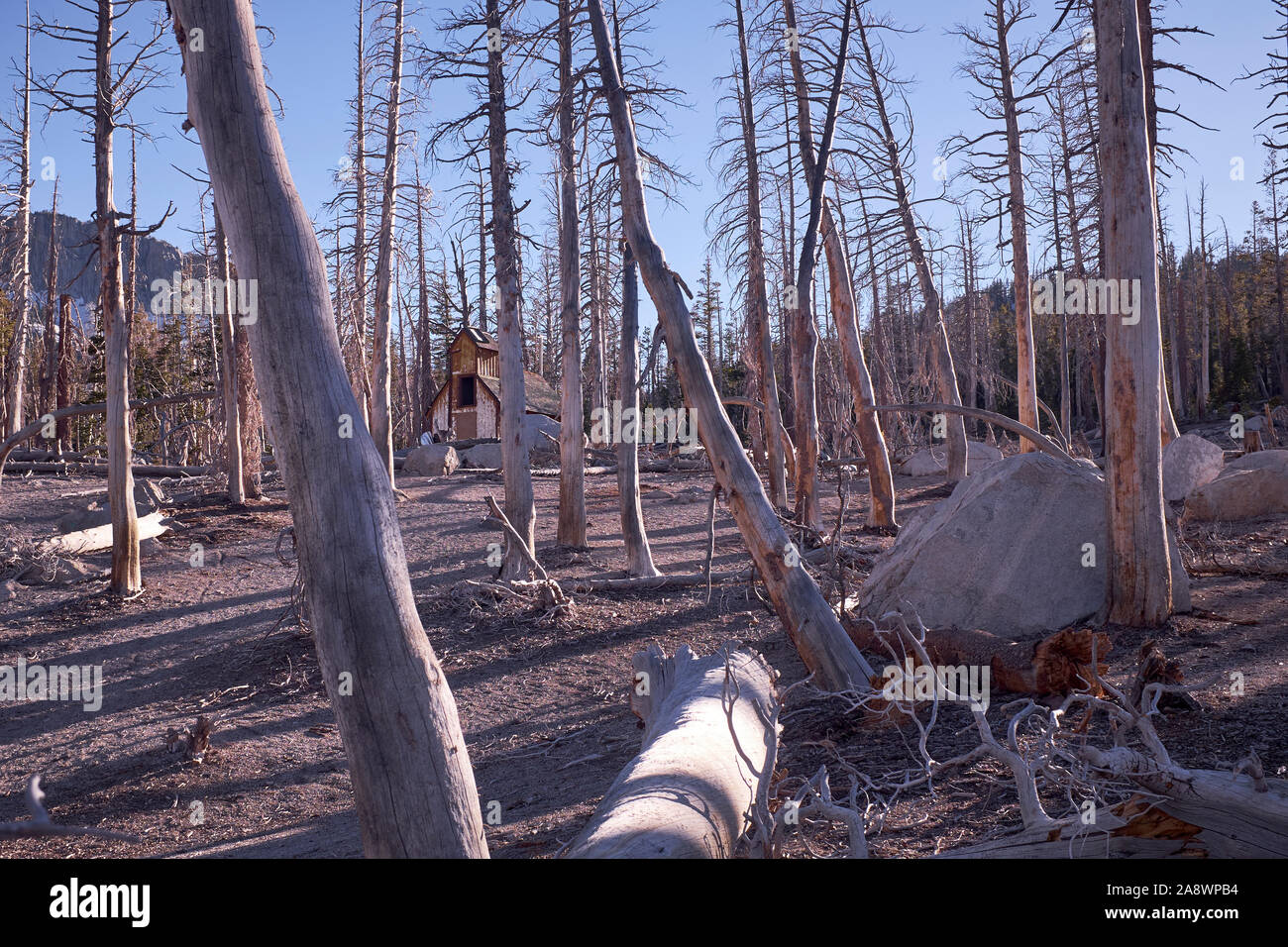 Tote Bäume in Mammoth Lakes in der Sierra Nevada, Kalifornien, USA, durch austretenden Kohlendioxid durch geologische Aktivität getötet Stockfoto