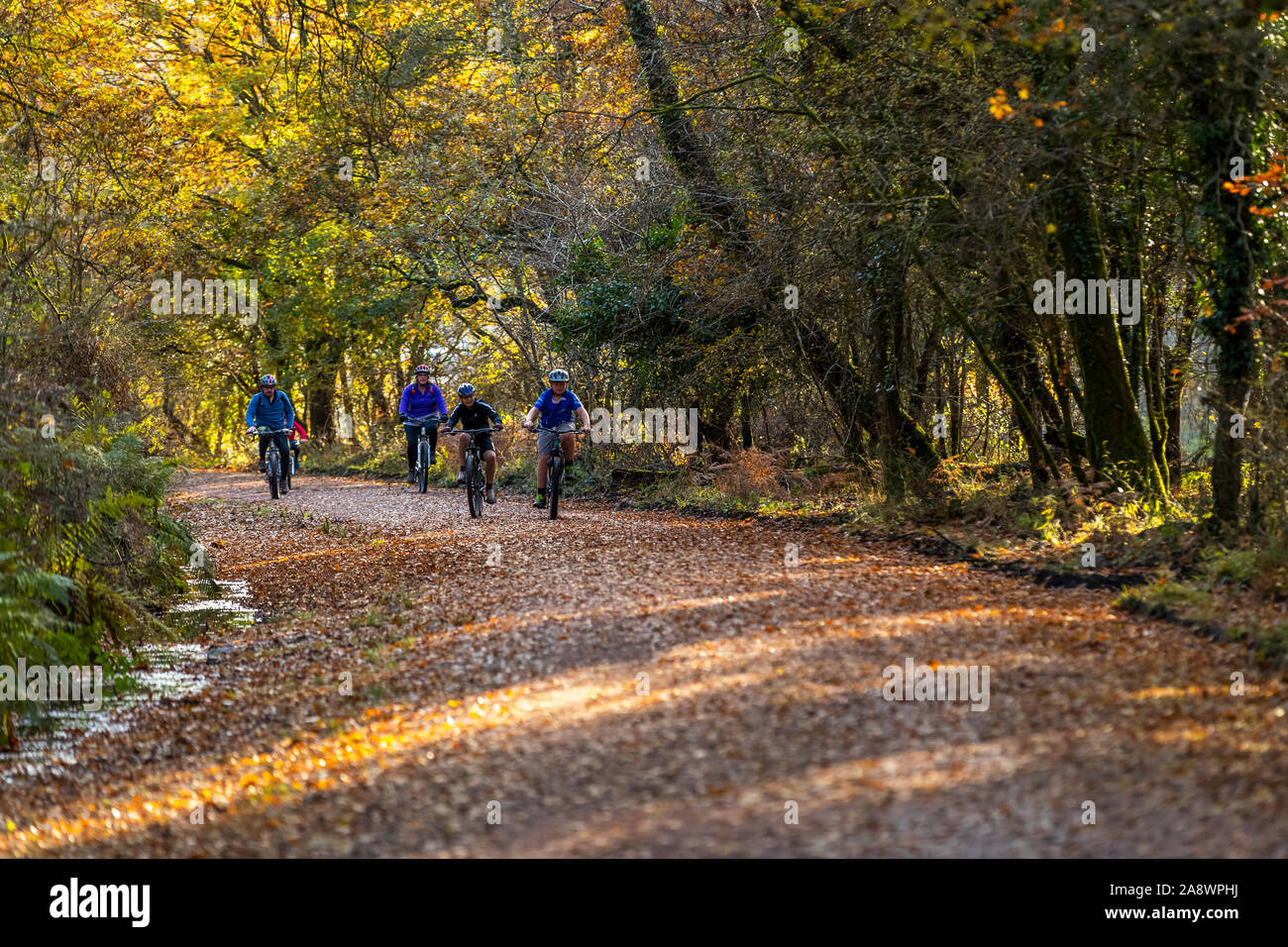 Familien Spaß auf der ehemaligen Bahnstrecke jetzt eine Familie Rad- und Wanderweg. Wald von Dean, cannop Teiche, Gloucestershire. Herbst Stockfoto