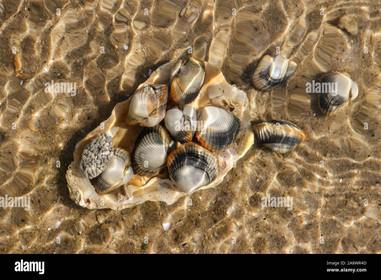 Ungewöhnliche shot Shells unter dem Meeresspiegel auf Meeresboden - Arten von essbaren Salzwasser Venusmuscheln Stockfoto