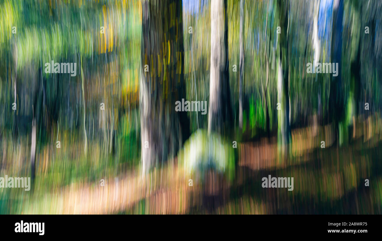 Bäume im Wald. Natur abstrakt über bewusste Bewegung der Kamera Technik erstellt. Bewegungsunschärfe. Fine Art ICM Bild perfekt für Print, Tapeten. Stockfoto