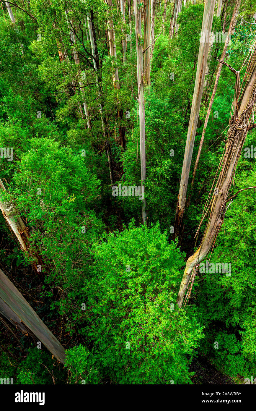 Riesige Eucalyptus regnans Bäumen, wie Eberesche bekannt, Sumpf Gummi, oder strähnig Gummi, ist eine Pflanzenart aus der Gattung Eukalyptus bei Great Otway National Park gefunden. Stockfoto