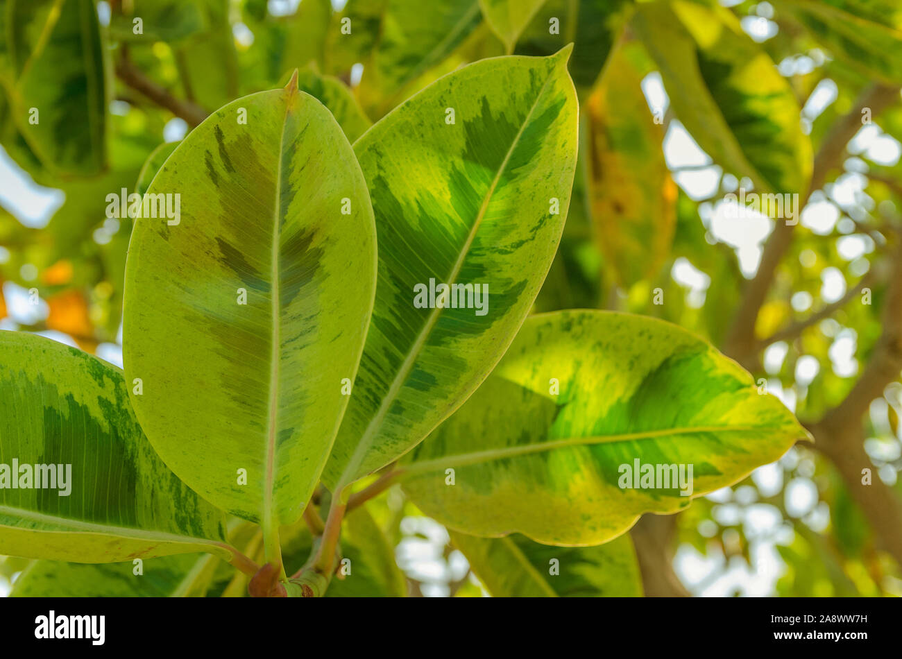 Nahaufnahme von Ficus benjamina Blätter, die gemeinhin als weinen Bild bekannt, Benjamin Abb. [oder ficus Baum. Natur Pflanze Hintergrund. Stockfoto