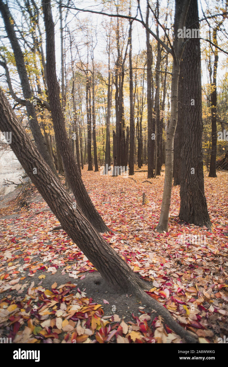 Herbst Farbe im Wald Stockfoto