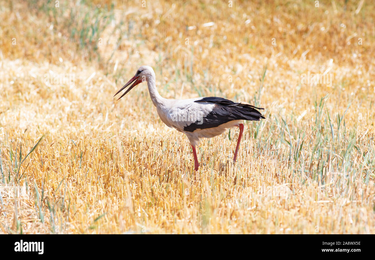 Weißstorch sammeln für Nahrungsmittel, während die Kombination arbeitet auf einem Weizenfeld Stockfoto