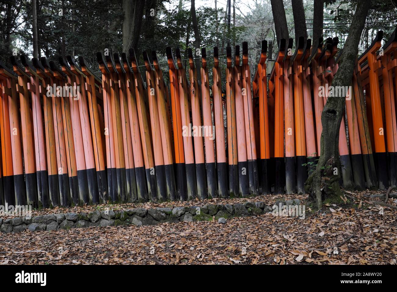Torii Gates im Fushimi Inari Taisha Shrine in Kyoto Stockfotografie Alamy
