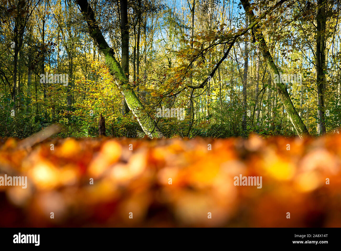 Bilder der Herbst in einem Wald aufgenommen. Im Jahre 2019. Mit gelben, goldenen Farben, Natur im Wald. Stockfoto