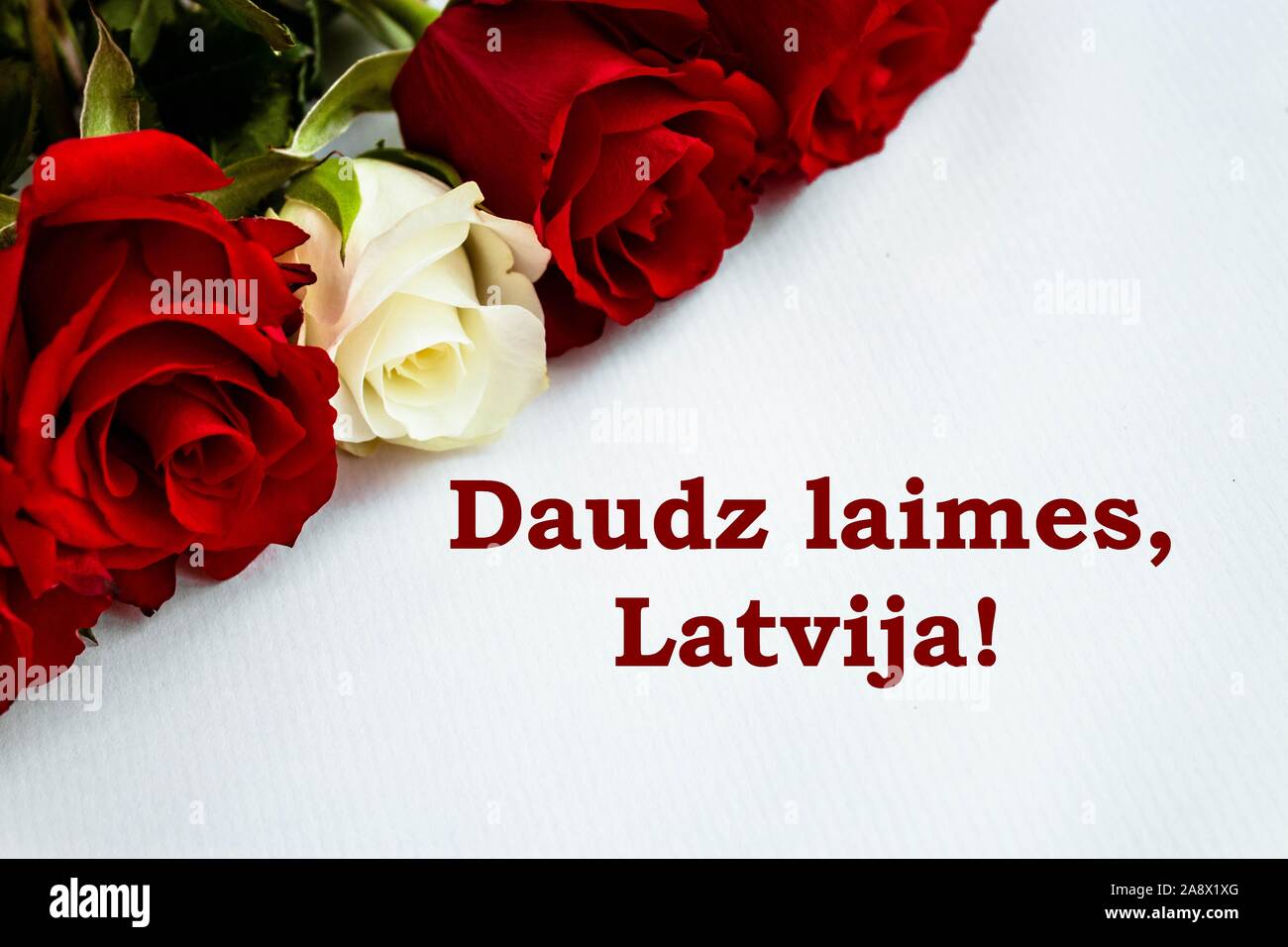 Rote und weiße Rosen in den Farben der Lettischen Flagge auf weißem Hintergrund mit Glückwunschschreiben' großes Glück, Lettland!" auf der rechten Seite. Stockfoto