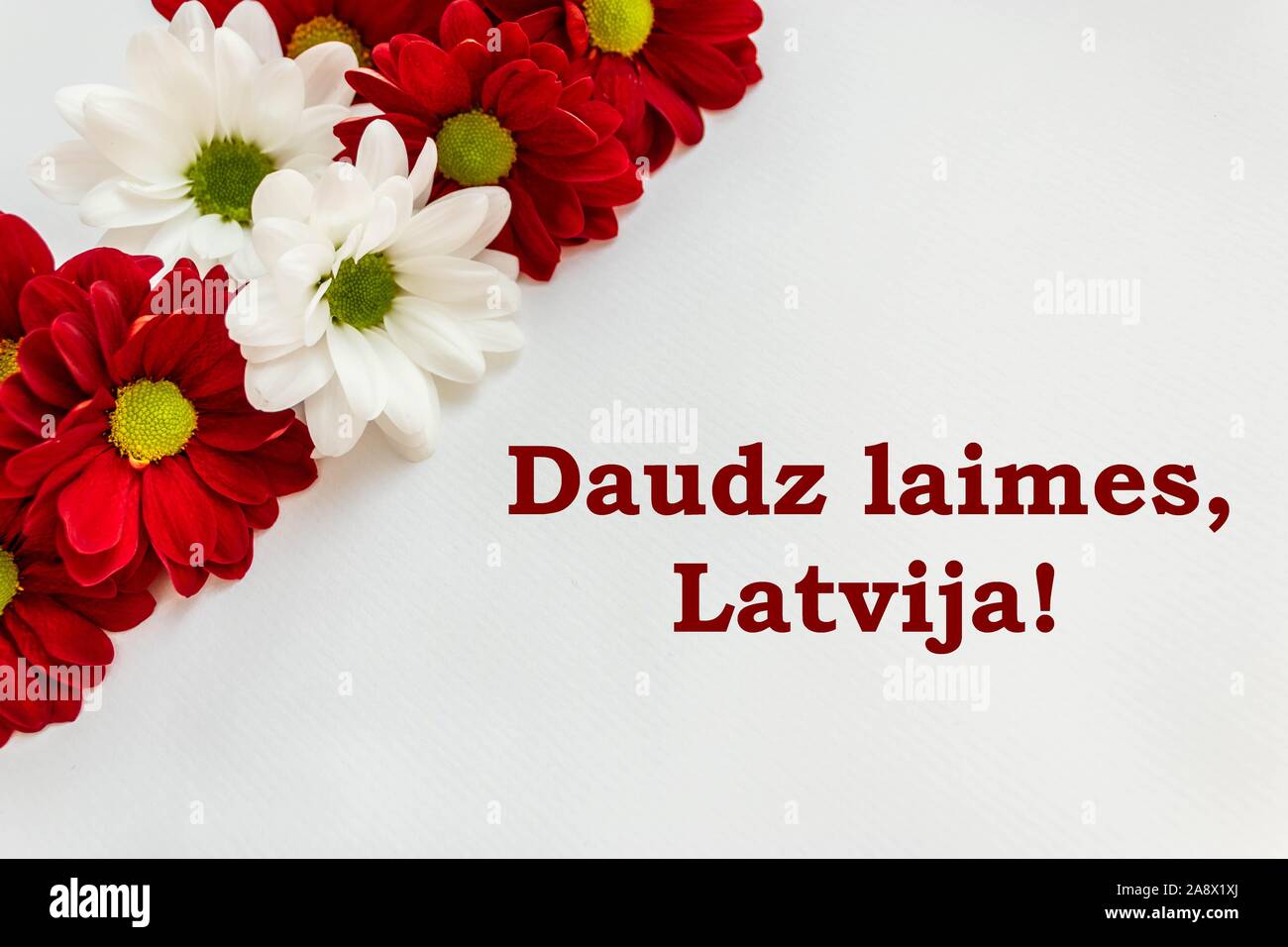 Rote und Weiße Chrysantheme Blumen in den Farben der Lettischen Flagge auf weißem Hintergrund mit Glückwunschschreiben' großes Glück, Lettland!" auf der rechten Seite Stockfoto
