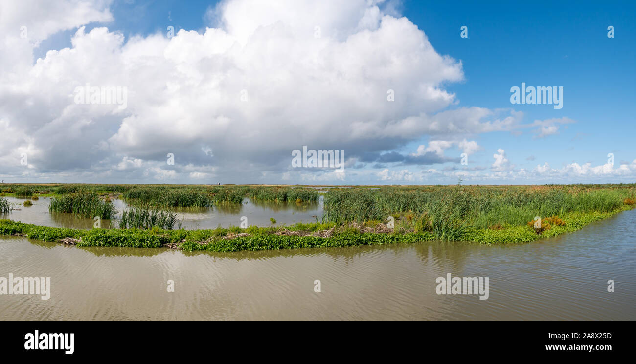 Panorama der Sümpfe auf menschengemachte künstliche Insel Marker Wattenmeer, Markermeer, Niederlande Stockfoto