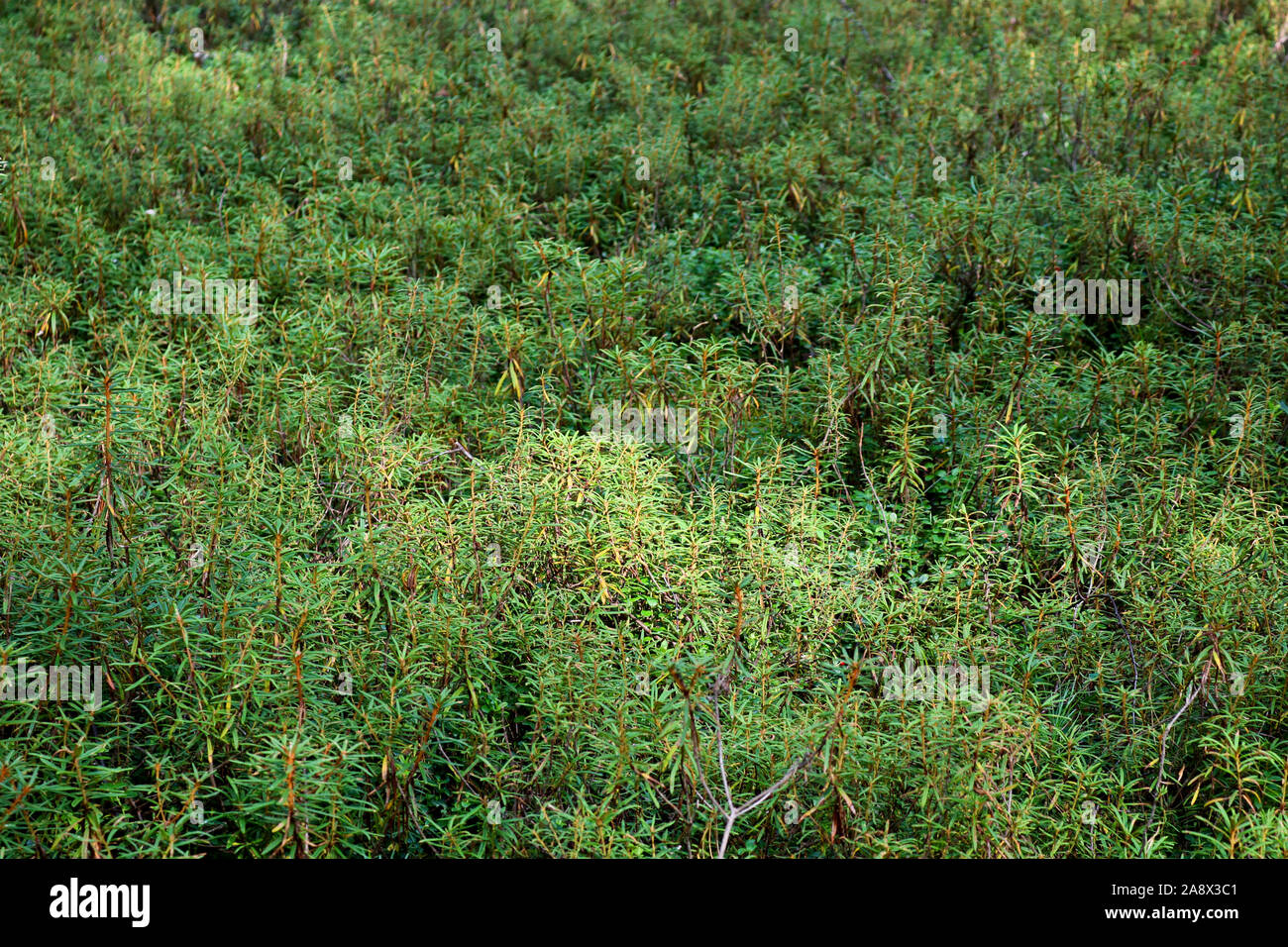 Ledum Dickicht (Rhododendron tomentosum, Ledum palustre) in einem Wald in  der Nhe von einem Sumpf. Heilpflanze. Giftige Pflanze Stockfotografie -  Alamy
