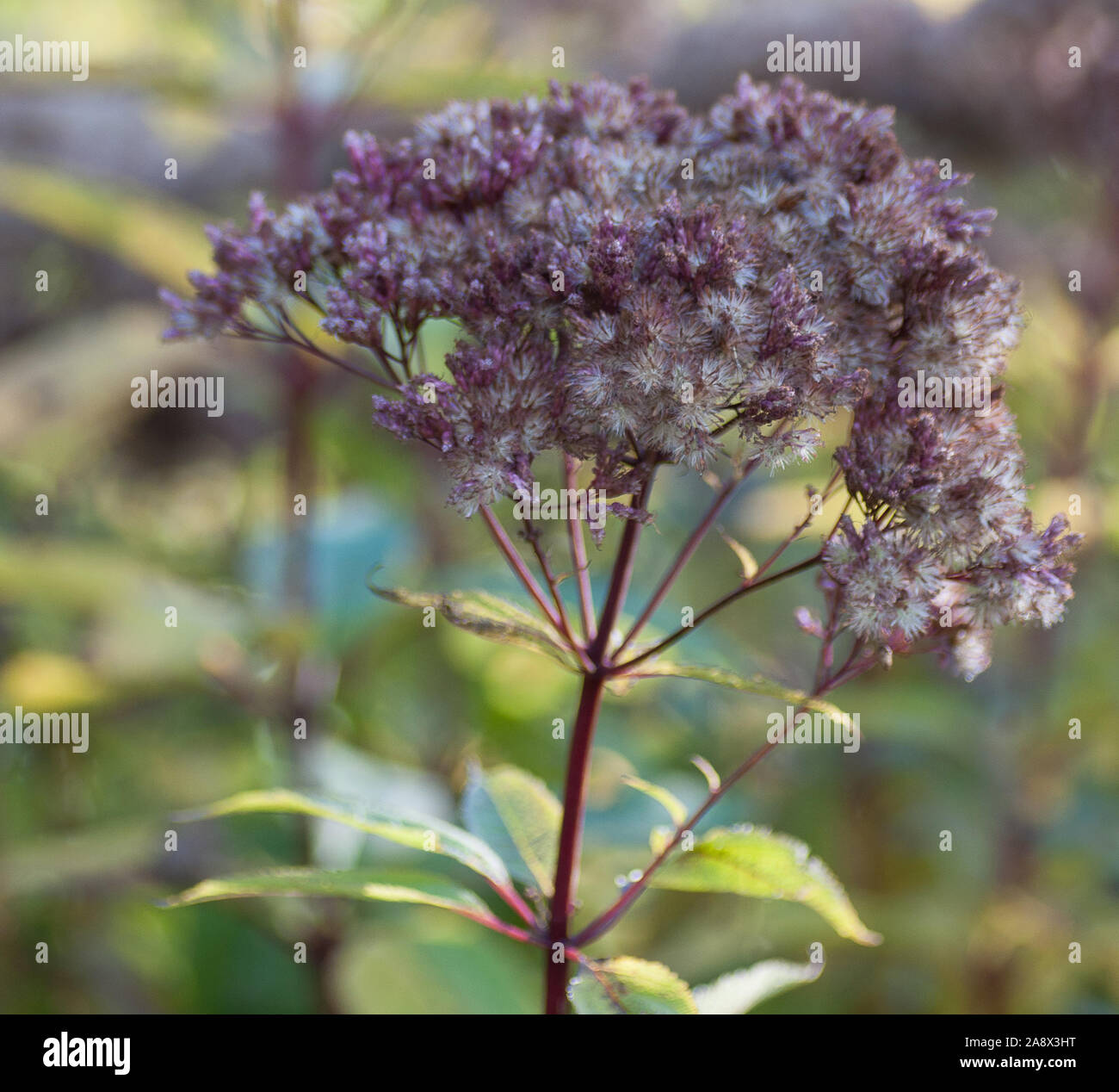 Lila Joe-Pye Unkraut, Eutrochium purpureum Stockfoto