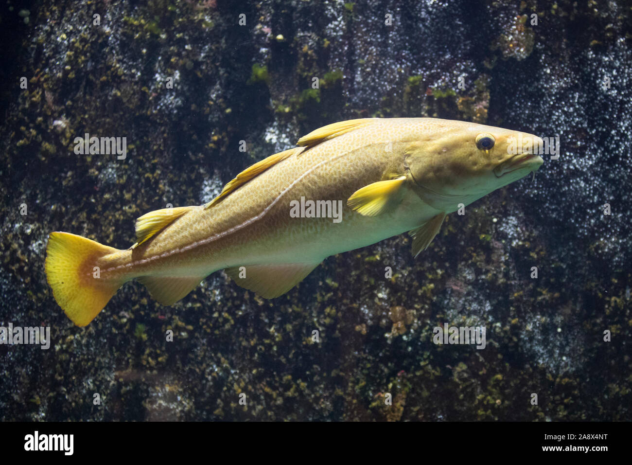 Dorsch, Kabeljau, Atlantischer, Gadus morhua Kabeljau, Dorsch, Kabeljau, Morue, codling, Kabeljau, Cabbilaud, La Morue de l'Atlantique, La Morue fran Stockfoto