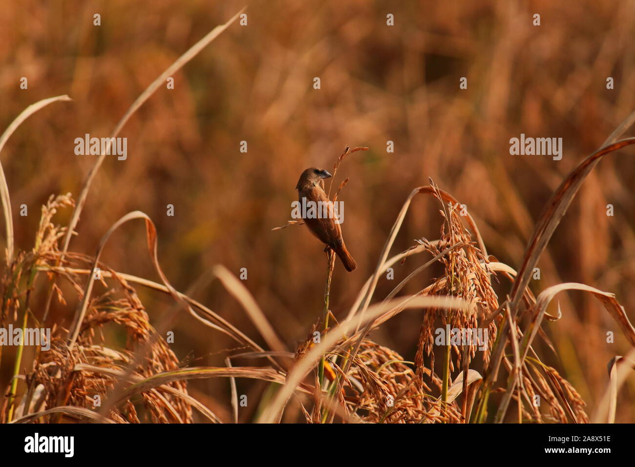 Ein jugendlicher Schuppige-breasted munia oder Gefleckt munia (Lonchura punctulata) sitzt auf garbe von Paddy, Coutryside von Westbengalen in Indien Stockfoto