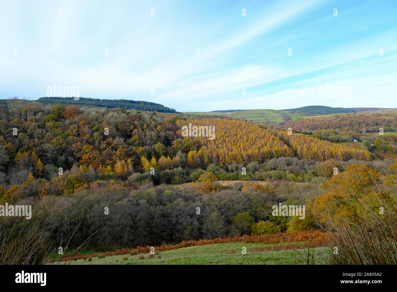 Lärchenbäume Lärchen Lärchenholz Waldkoniferplantage im Herbst wächst auf einem bewaldeten Hügel in Carmarthenshire Wales UK KATHY DEWITT Stockfoto