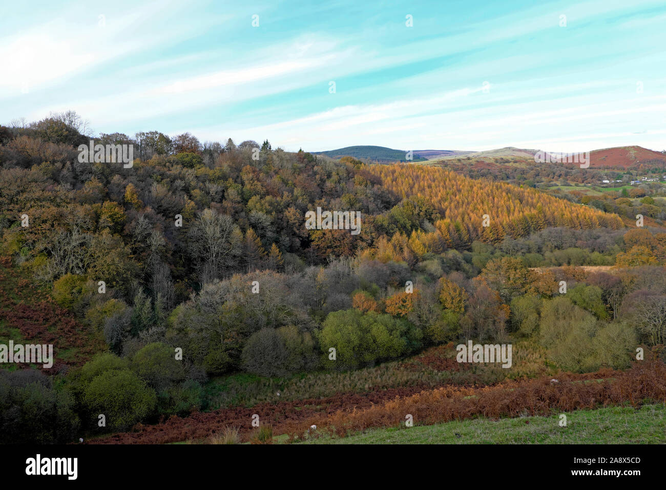 Laubeiche natürlicher Wald Wald bewaldete Holzlandschaft Lärchenbäume Baumplantagen Landschaft im Herbst Carmarthenshire Wales UK KATHY DEWITT Stockfoto