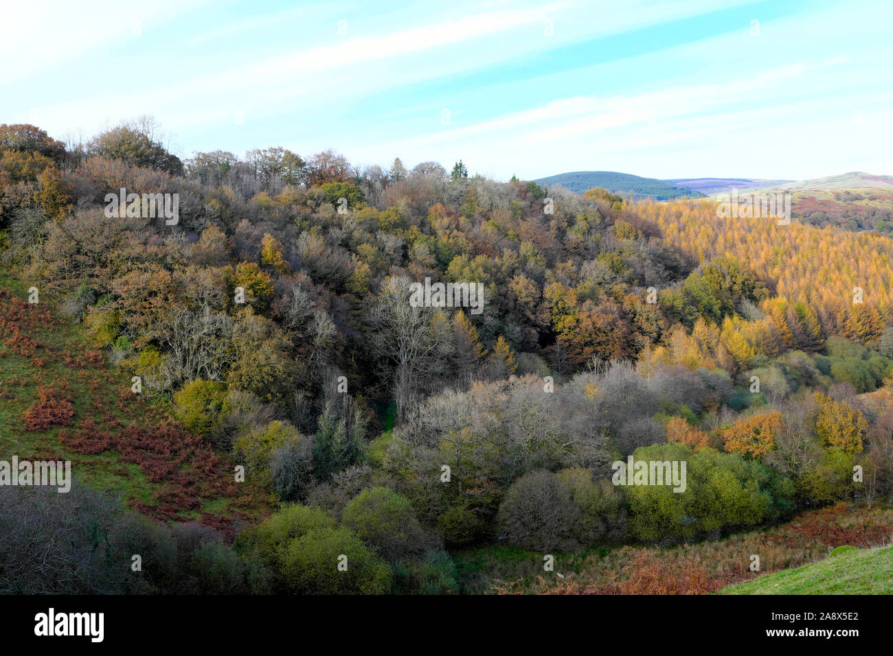 Laubeiche natürlicher Wald Wald bewaldete Holzlandschaft Lärchenbäume Baumplantagen Landschaft im Herbst Carmarthenshire Wales UK KATHY DEWITT Stockfoto