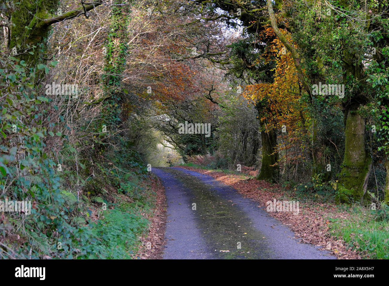 Country Lane Ansicht im Herbst mit bunten Blätter und Bäume bilden einen überwucherten Tunnel November 2019 in Carmarthenshire Wales UK KATHY DEWITT Stockfoto