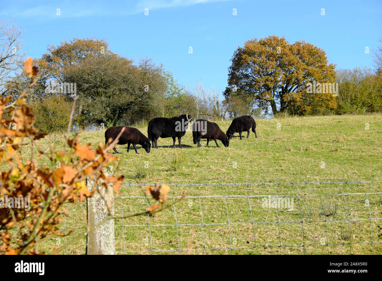 Schwarze Schafe mit Ram Beweidung in einem Herbst Feld im November tupping Jahreszeit auf einem Bauernhof in Wales Carmarthenshire Wales UK KATHY DEWITT Stockfoto