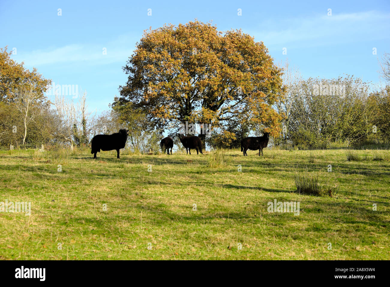 Schwarze Schafe Mutterschafe mit Ram in einem Herbst Feld im November tupping Jahreszeit auf einem Bauernhof in Wales Carmarthenshire Wales UK KATHY DEWITT Stockfoto