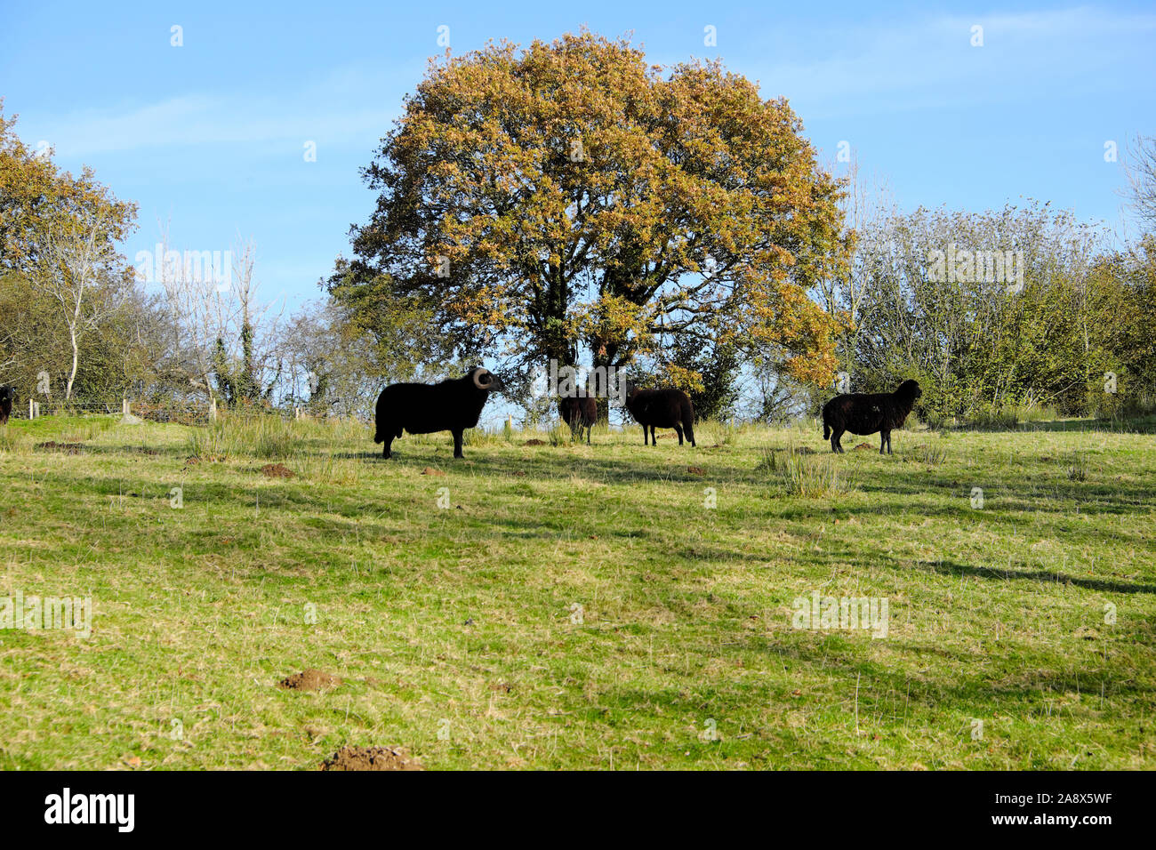 Schwarze Schafe Mutterschafe mit Ram in einem Herbst Feld im November tupping Jahreszeit auf einem Bauernhof in Wales Carmarthenshire Wales UK KATHY DEWITT Stockfoto