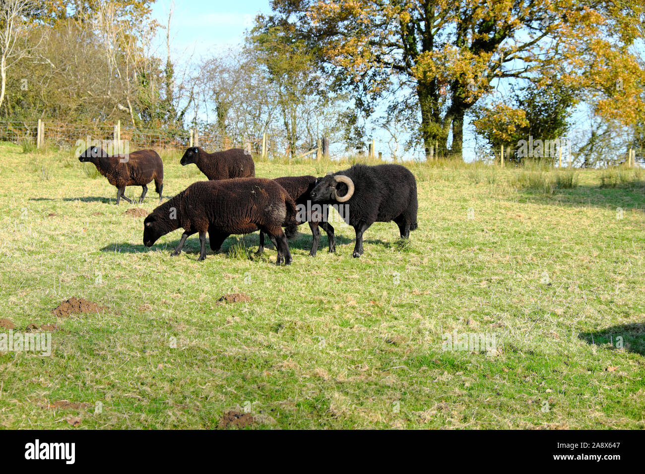 Schwarze Schafe mit Ram Beweidung in einem Herbst Feld im November tupping Jahreszeit auf einem Bauernhof in Wales Carmarthenshire Wales UK KATHY DEWITT Stockfoto