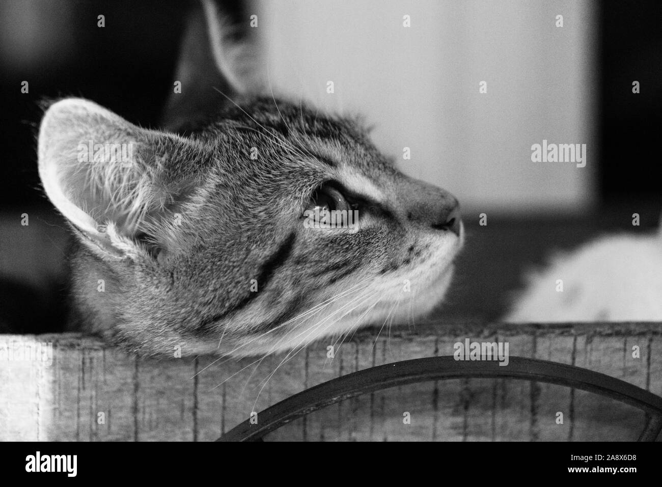 Ein cute adorable kleine Katze mit grünen Augen entspannt sich eine hölzerne Warenkorb Stockfoto