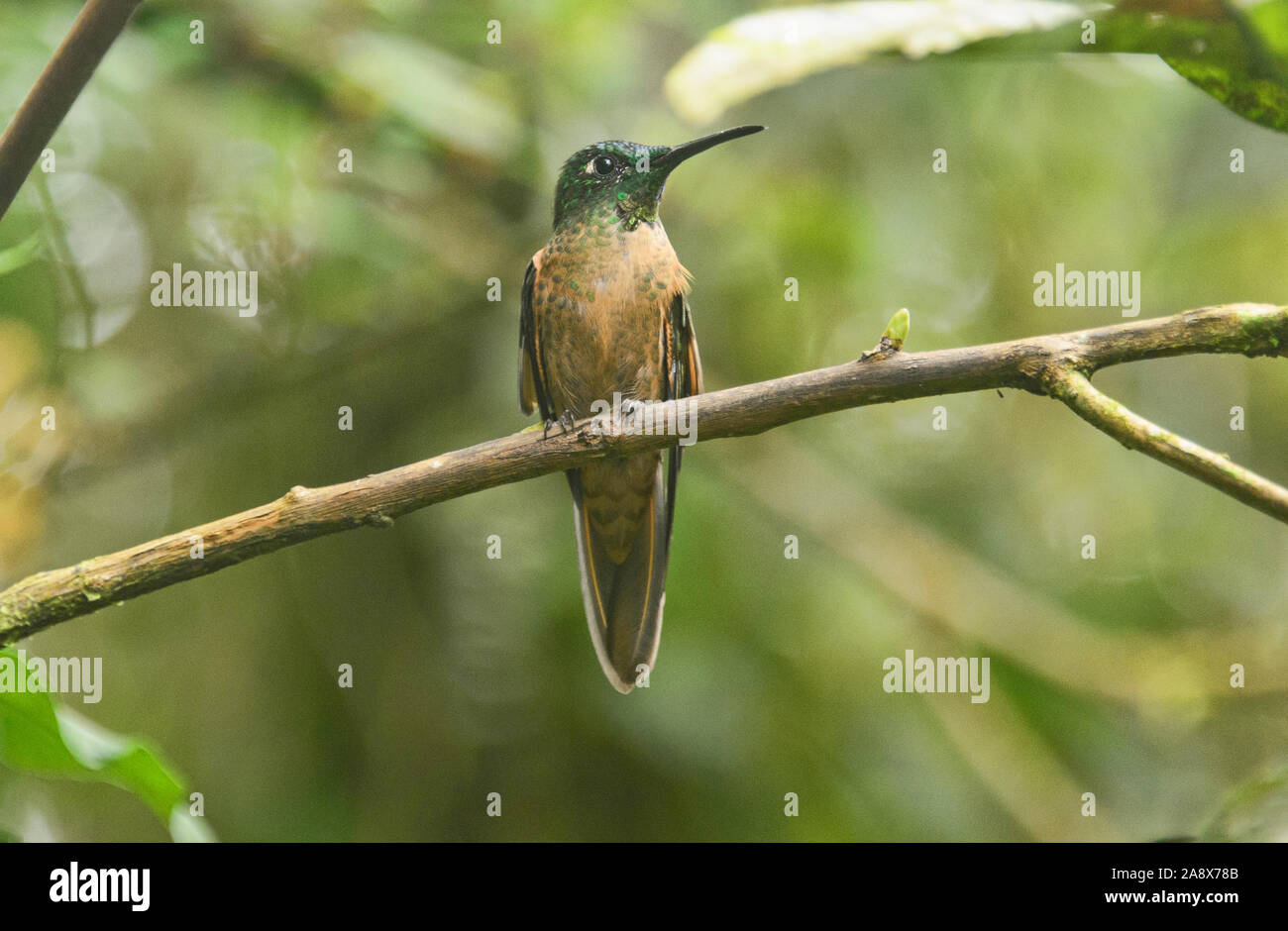 Fawn-breasted brillante Kolibri (Heliodoxa rubinoides), Bellavista Cloud Forest Reserve, Mindo, Ecuador Stockfoto