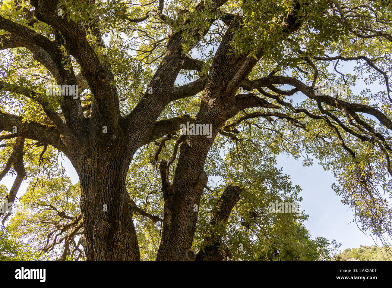 Große alte kleine blätterte Trauben-eiche (Quercus pontica) Baum. Stockfoto