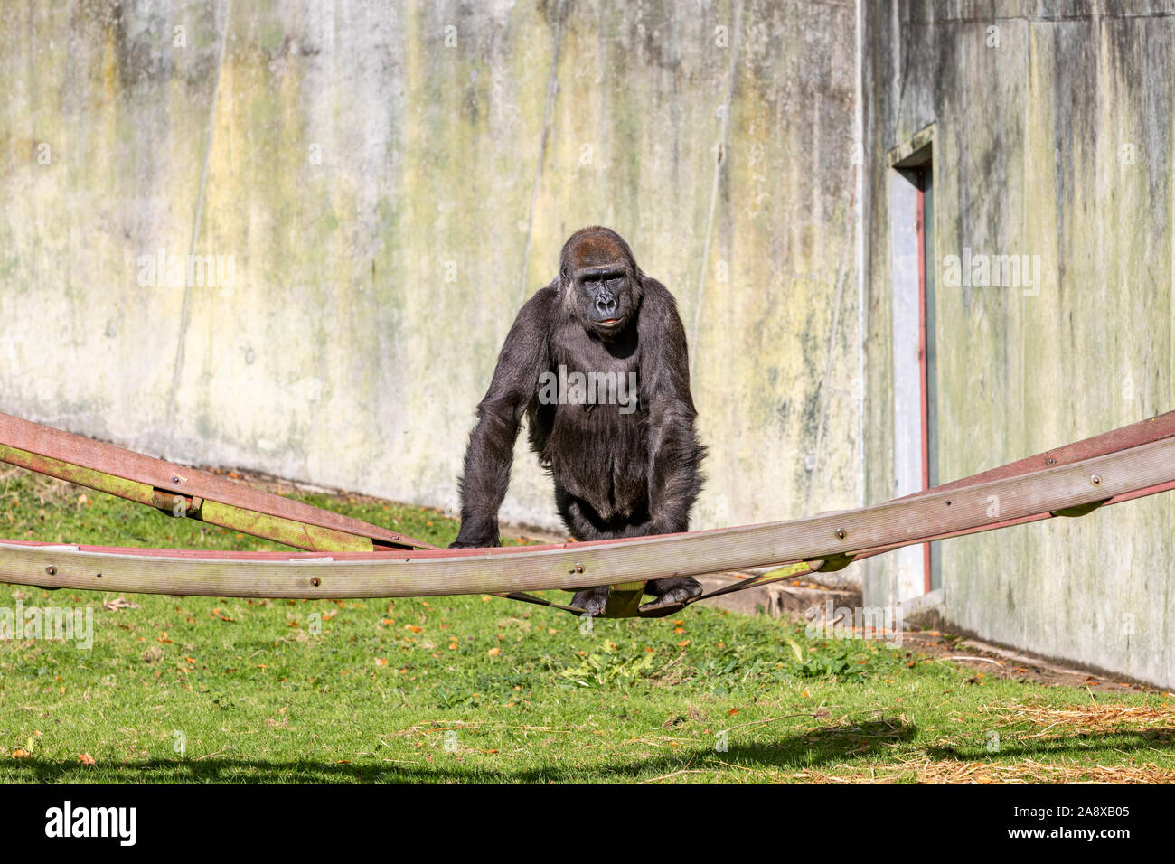 Ein Gorilla im ZOO Stockfoto