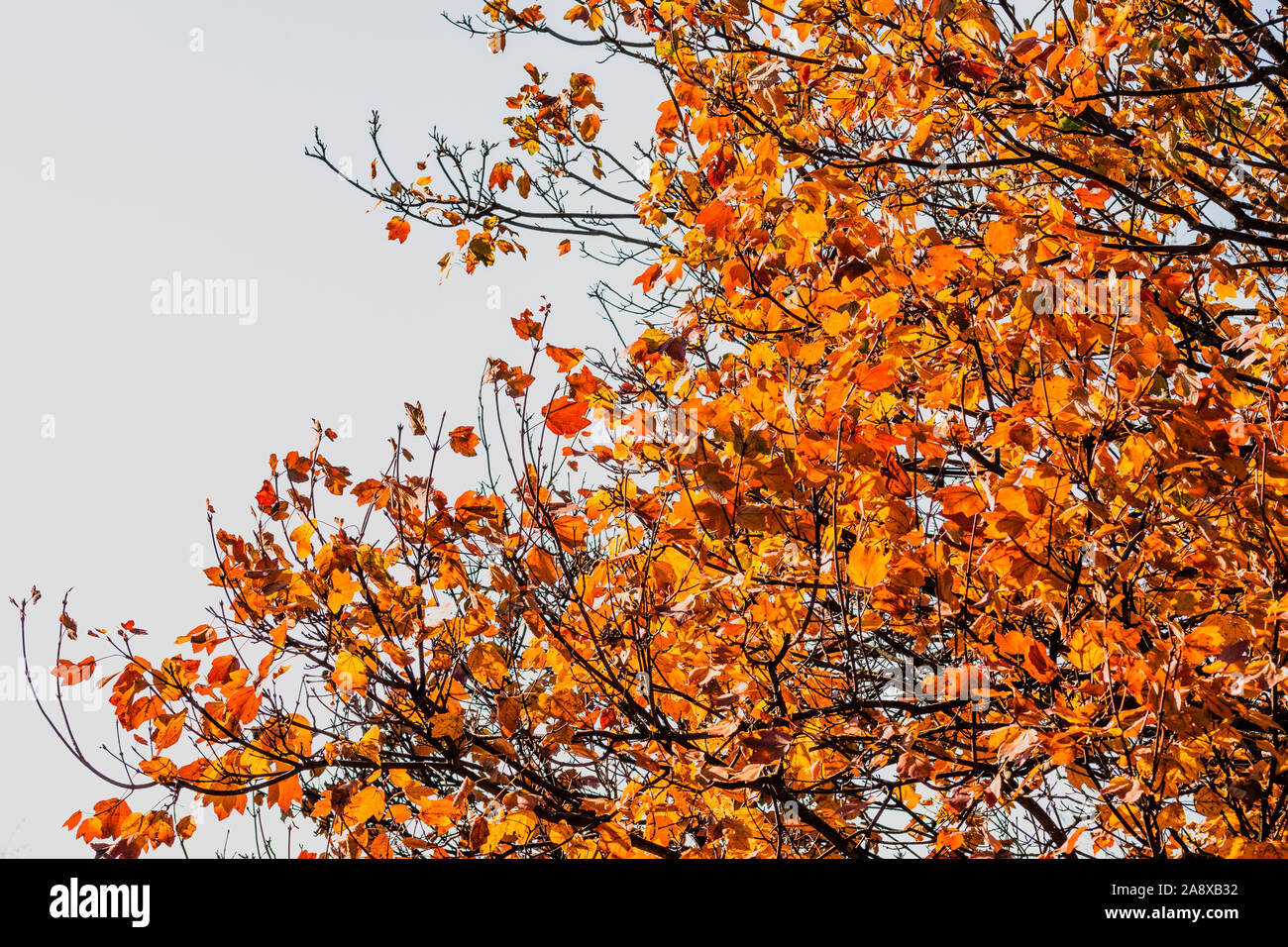 Herbst Hintergrund mit selektiven Fokus Technik der gelb und orange Blätter am Baum Stockfoto