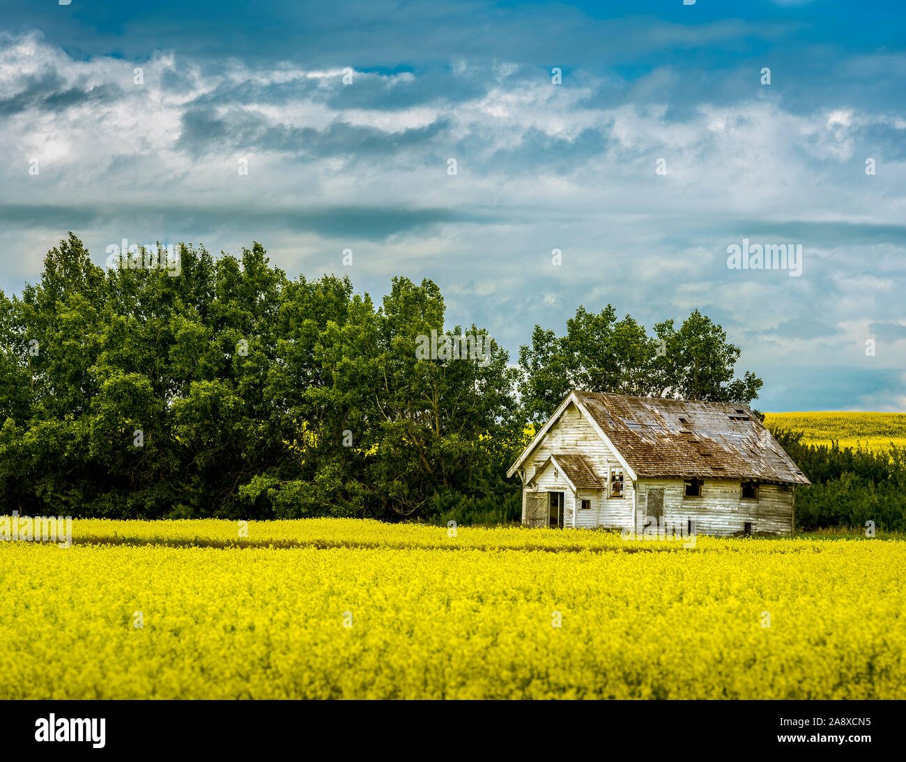 Canola Field mit einem verlasseten Gehöft Haus Canadian Prairies, Alberta, Kanada Stockfoto