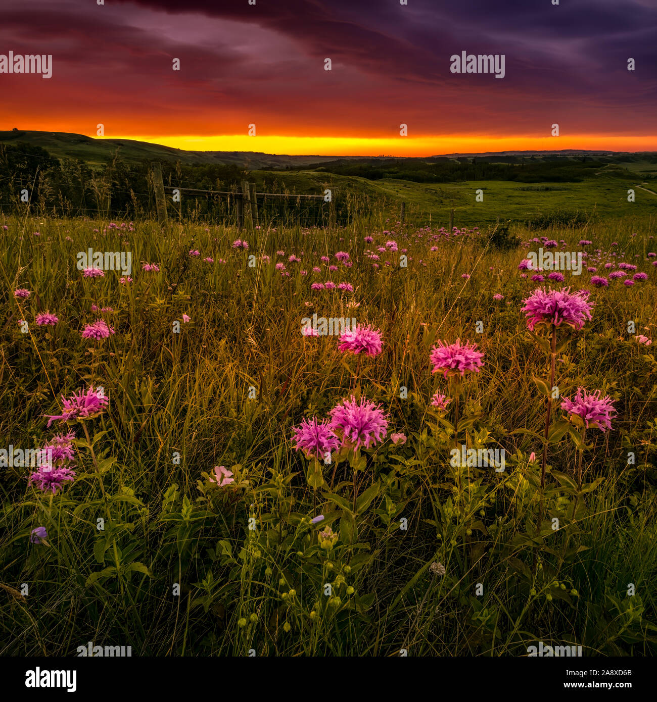 Wilde Blumen im Feld Stockfoto