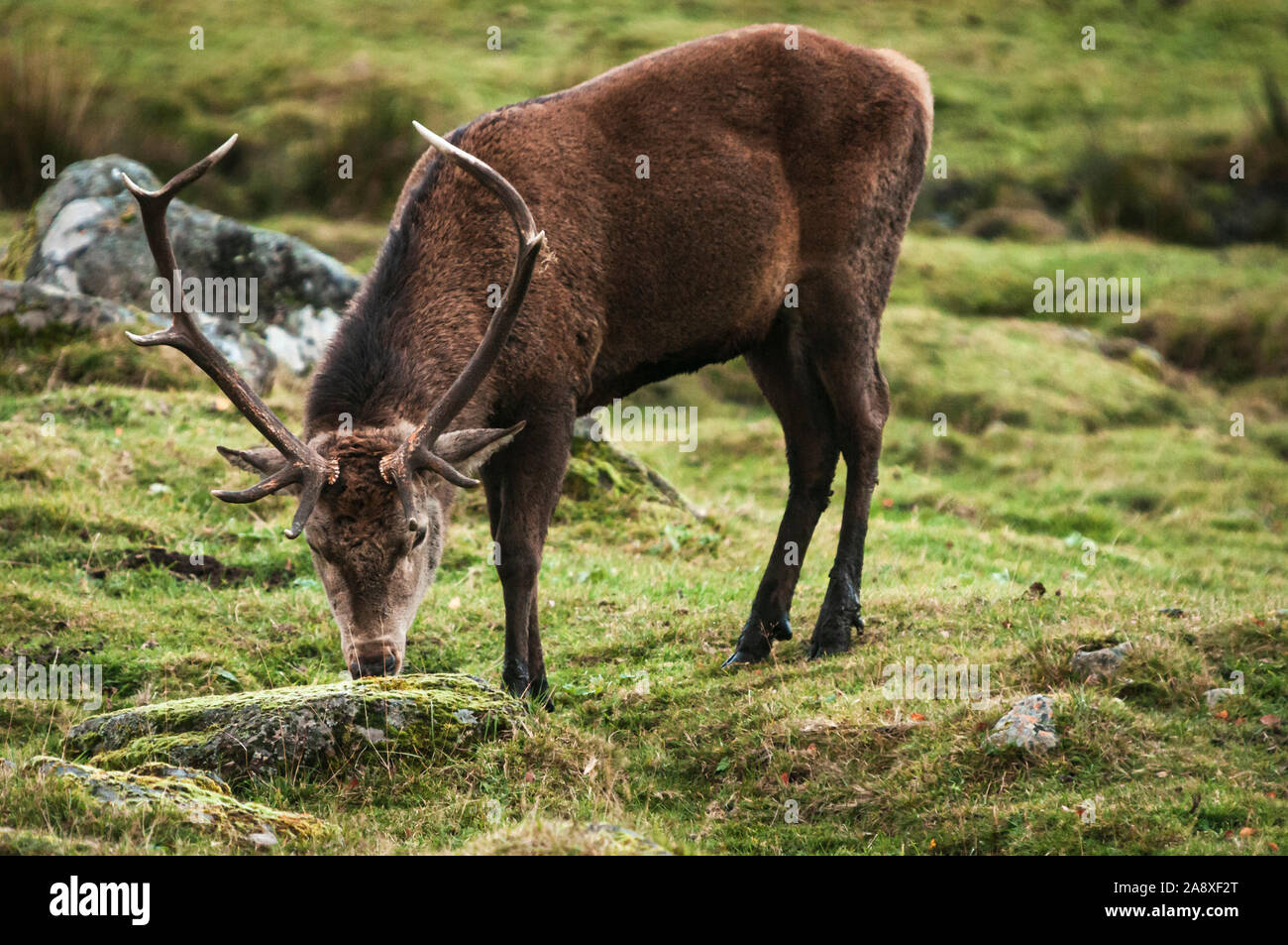 Landschaft Bild einer unverlierbaren Rotwild, Cervus elaphus, Beweidung im Park an der Highland Wildlife Park Kincraig, Schottland. 30. Oktober 2019 Stockfoto