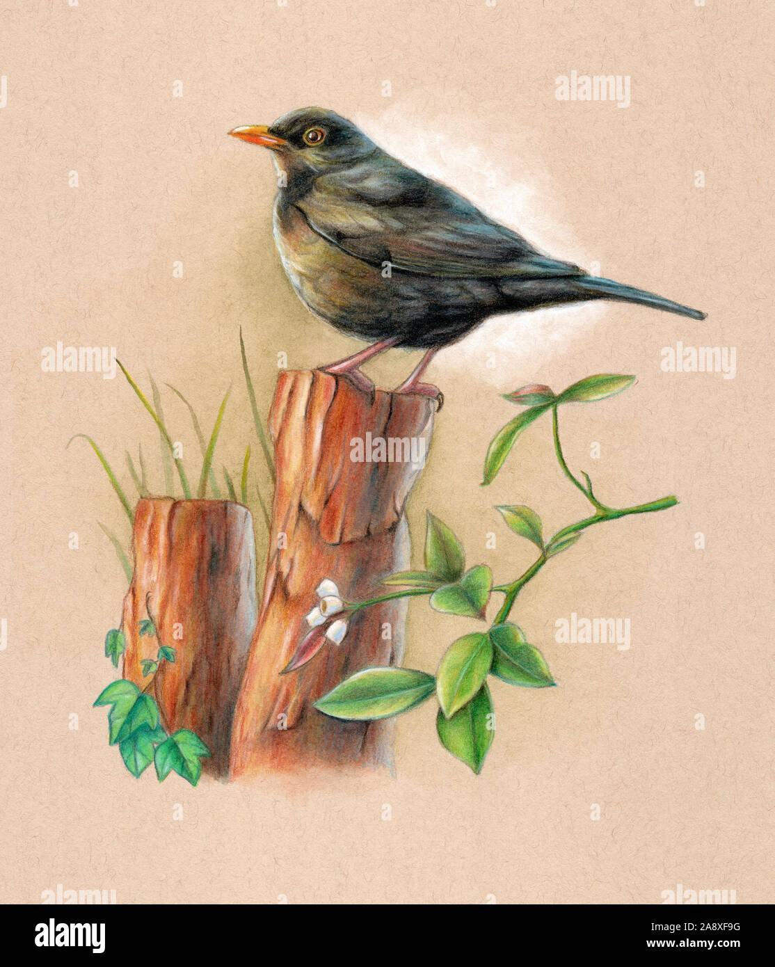Männliche Amsel thront auf einem Holz Pol mit etwas Hintergrund Vegetation. Mixed media Abbildung auf getöntem Papier. Stockfoto