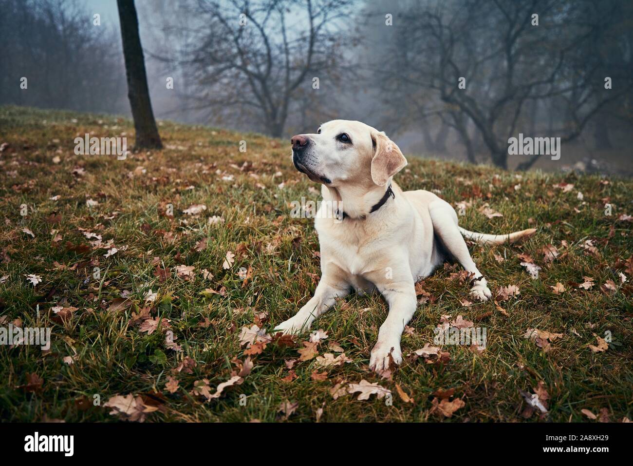 Süßer Hund im Herbst Natur. Alte Labrador Retriever Wiese gegen dorest im Nebel. Stockfoto